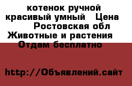 котенок ручной красивый умный › Цена ­ 10 - Ростовская обл. Животные и растения » Отдам бесплатно   